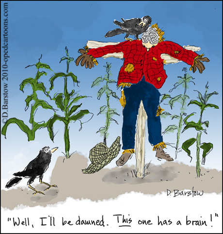 crows find something in the cornfield
